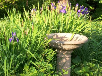 siberian irises and birdbath