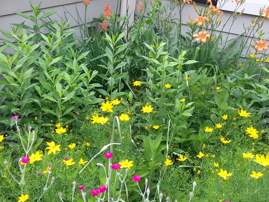 Rose campion, coreopsis and tiger day lilies