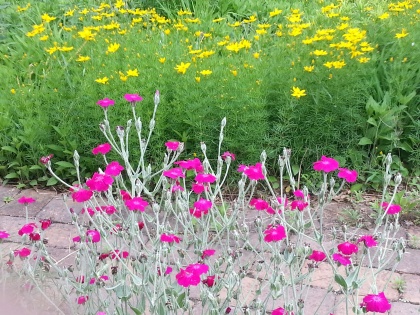 Rose campion and coreopsis