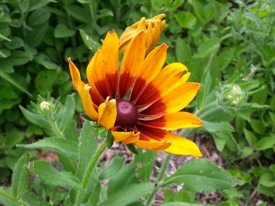 Yellow and red Rudbeckia