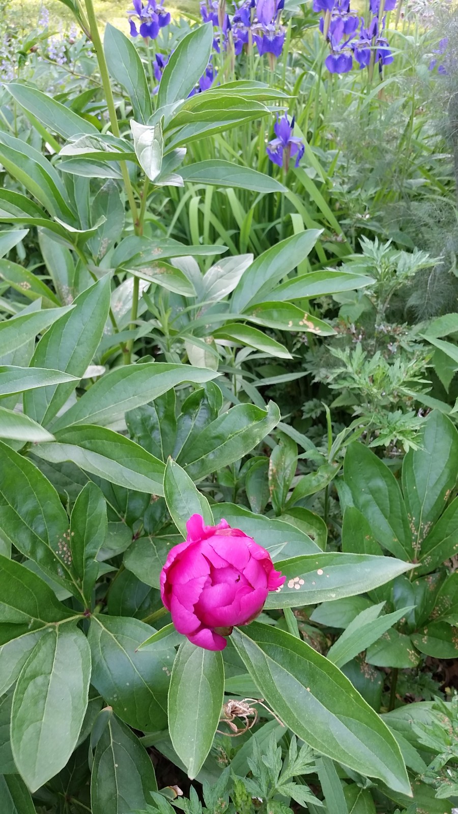 peony about to bloom