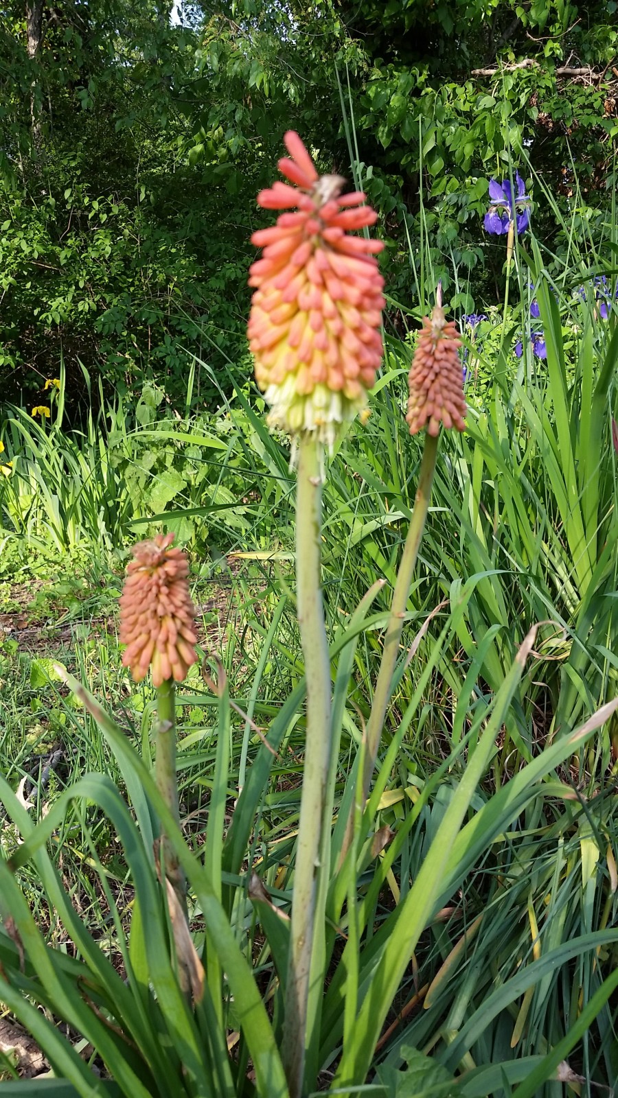 red hot pokers may 2016