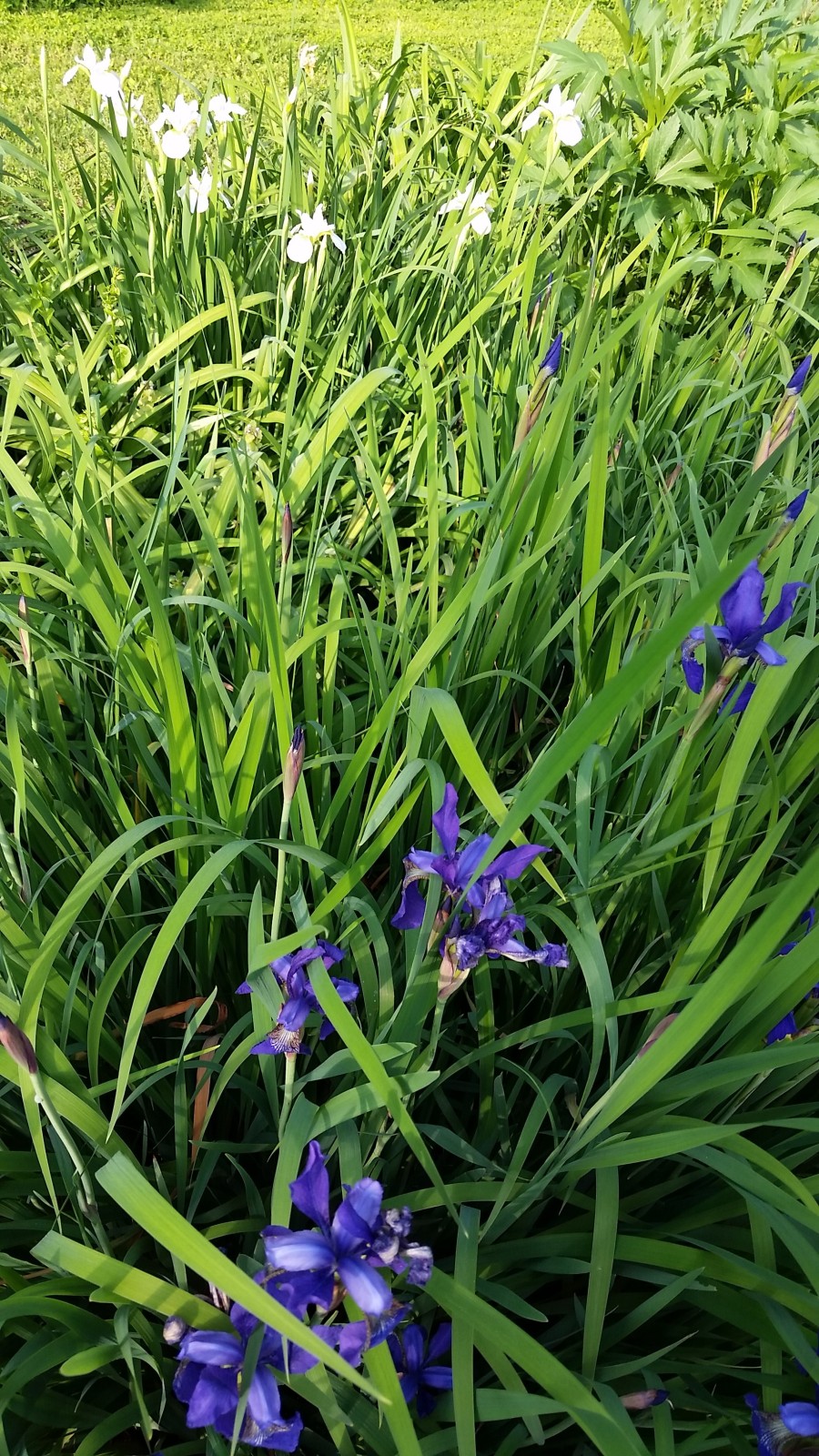 white and purple siberian irises