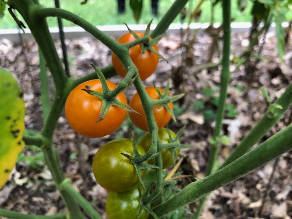 Sungold tomatoes on the vine